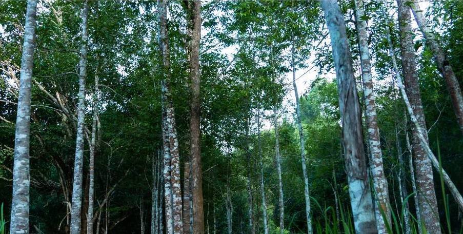 Gaharu, Pohon dari Surga yang Bernilai Luar Biasa