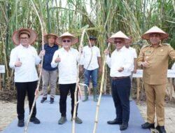 Menko Pangan Dan Mendag Tinjau Panen Tebu Perdana