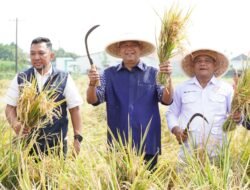 Syah Afandin Gerak Cepat Dukung Ketahanan Pangan Presiden Lewat Panen Padi Organik