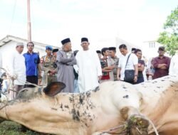 12 Sapi kurban dari Bupati Langkat Wujud Nyata Kepedulian Untuk Warga Langkat