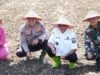 Bupati Langkat Dukung Penanaman Jagung Serentak Kuartal IV Untuk Perkuat Ketahanan Pangan Langkat
